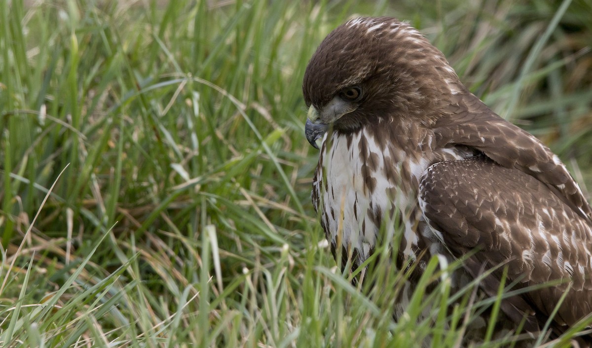 Red-tailed Hawk - ML614983236