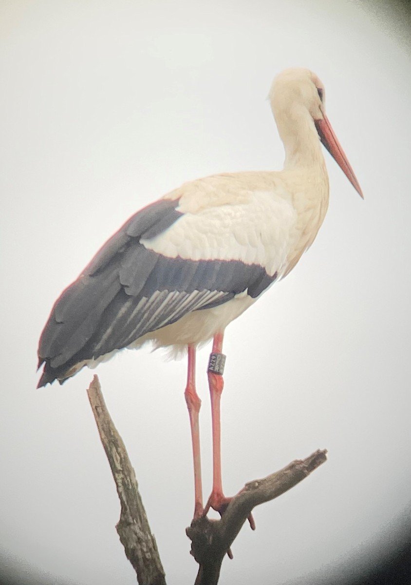 White Stork - Josef Wyss