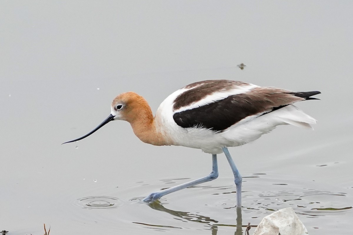 Avocette d'Amérique - ML614983290