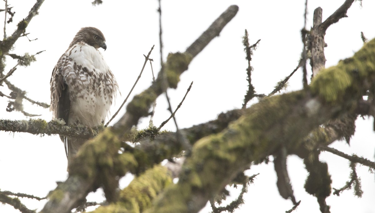 Red-tailed Hawk - ML614983291