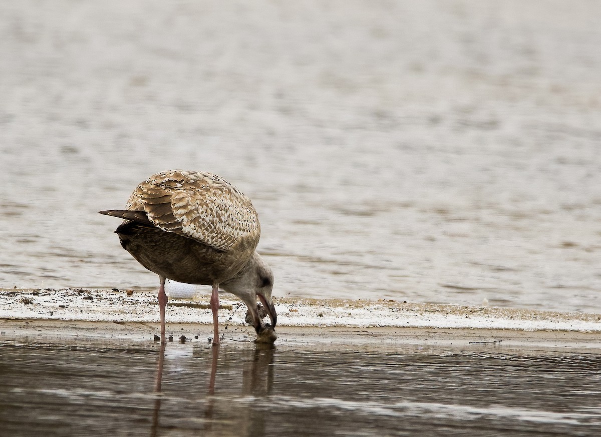 Herring Gull (American) - ML614983293