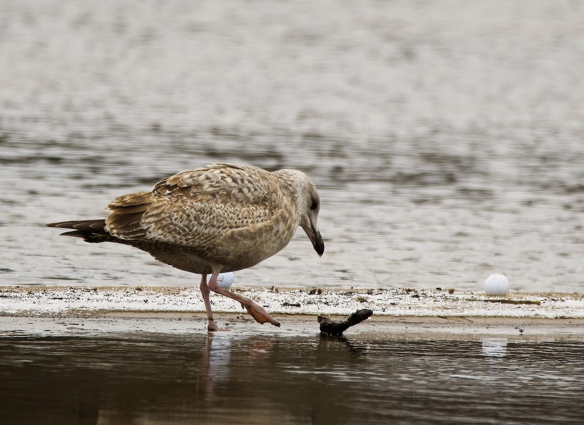 Herring Gull (American) - ML614983295