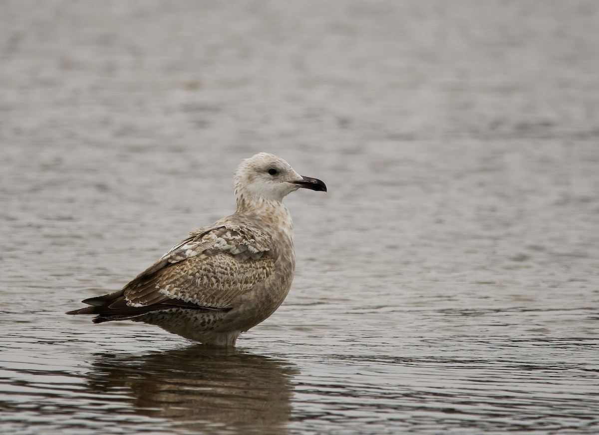 Herring Gull (American) - ML614983301