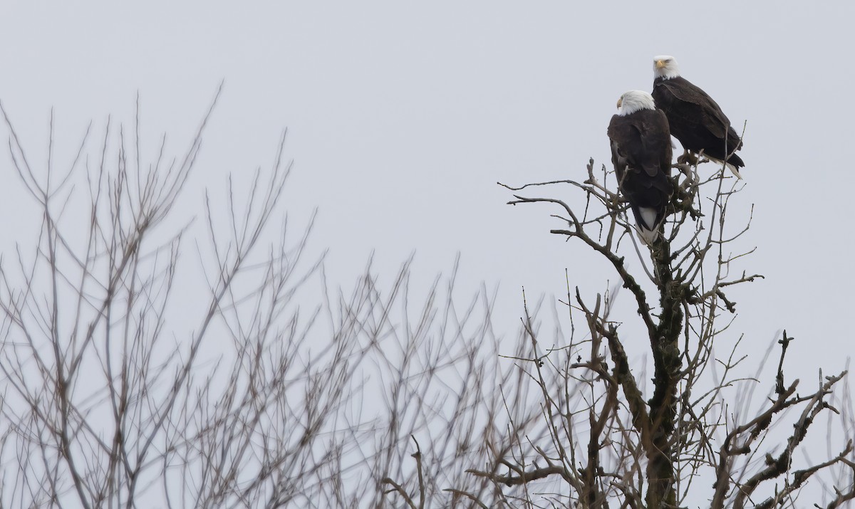 Bald Eagle - ML614983306