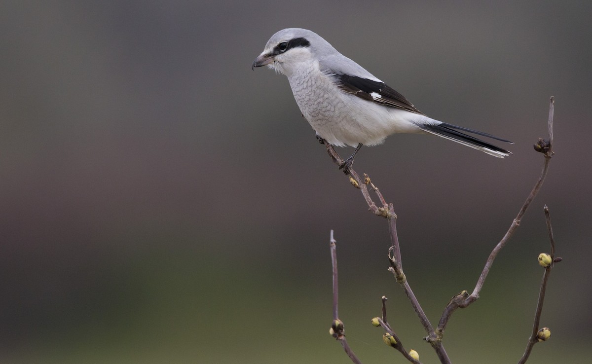 Northern Shrike - Brent Angelo