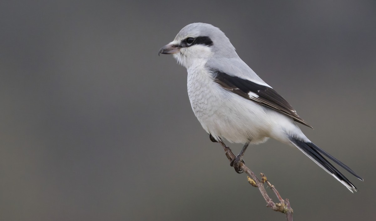 Northern Shrike - Brent Angelo