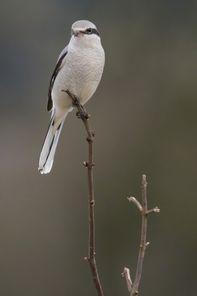 Northern Shrike - Brent Angelo