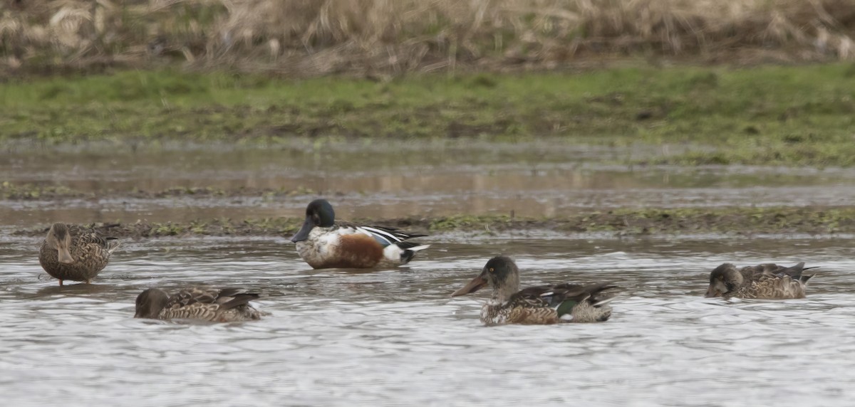 Northern Shoveler - ML614983375