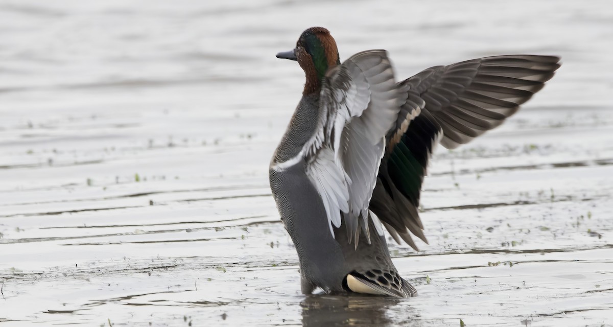 Green-winged Teal - ML614983397
