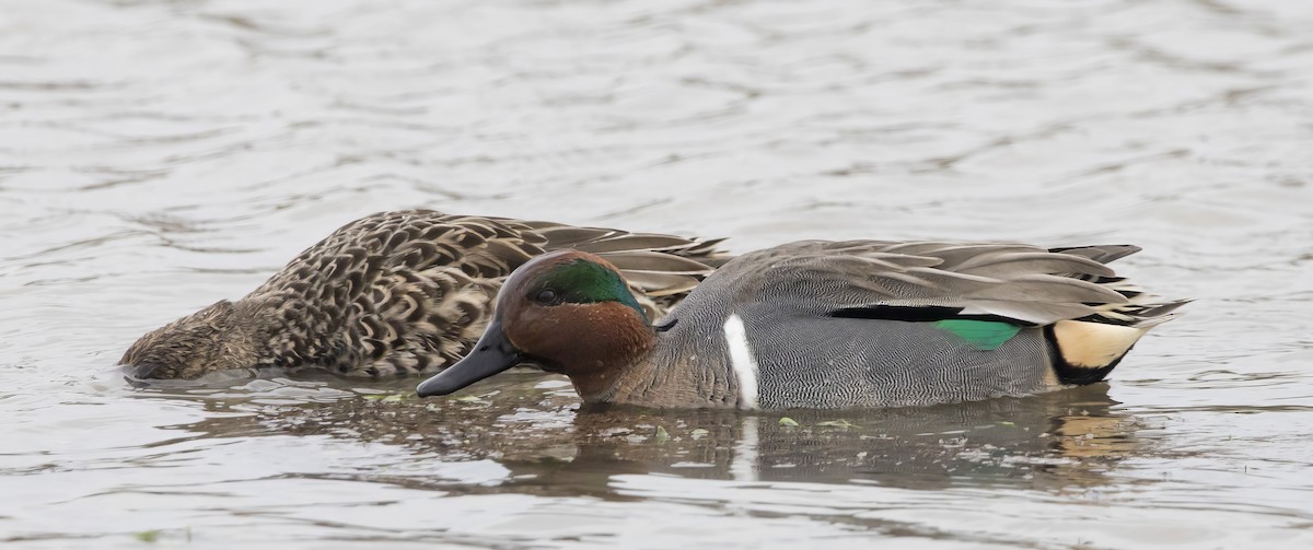 Green-winged Teal - ML614983398