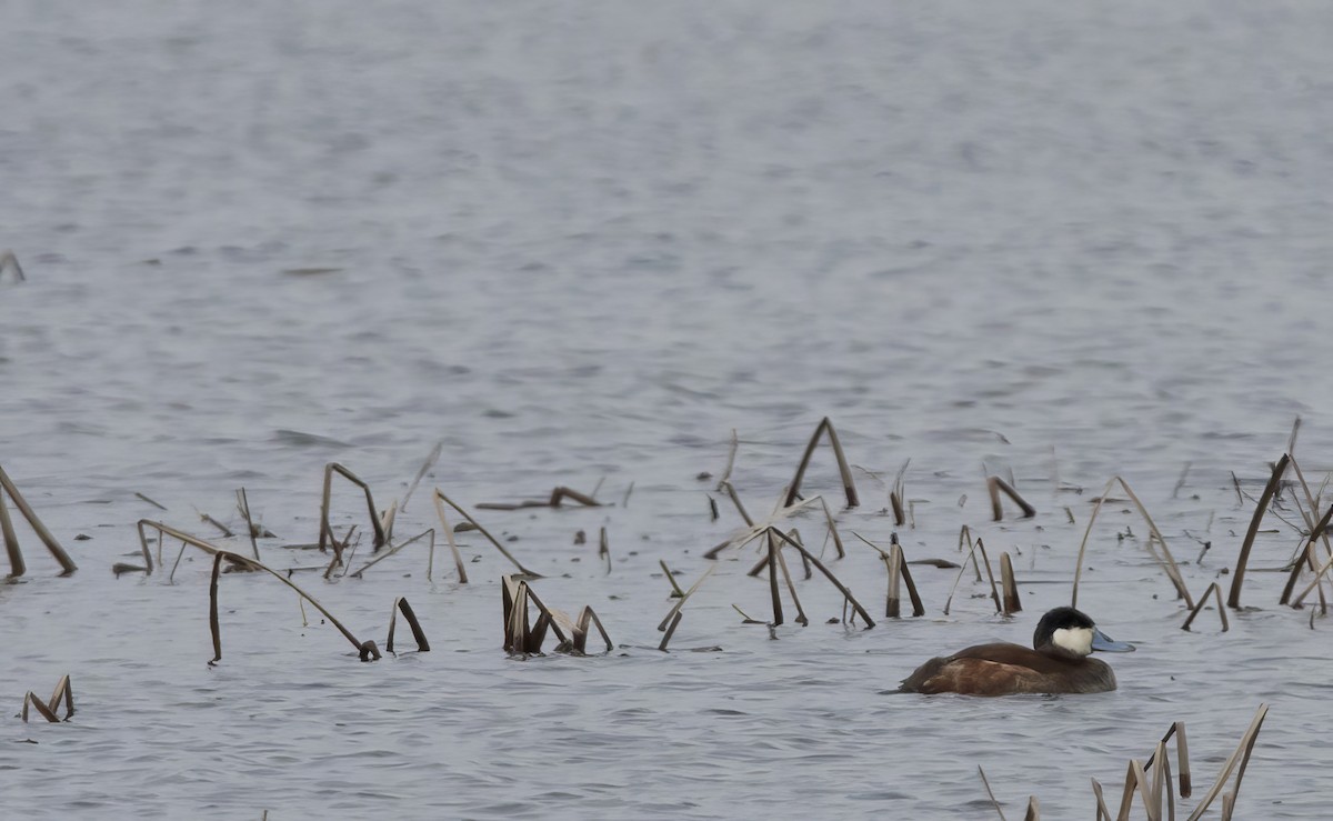 Ruddy Duck - ML614983503