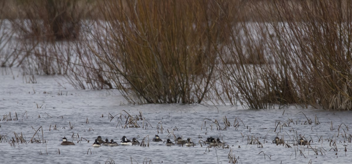 Ruddy Duck - ML614983504