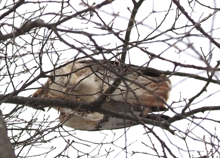 Red-tailed Hawk - ML614983554