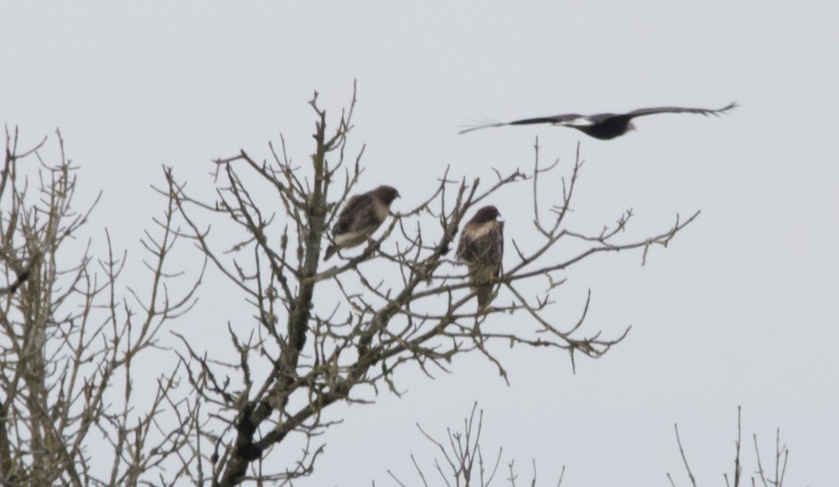 Red-tailed Hawk - ML614983558