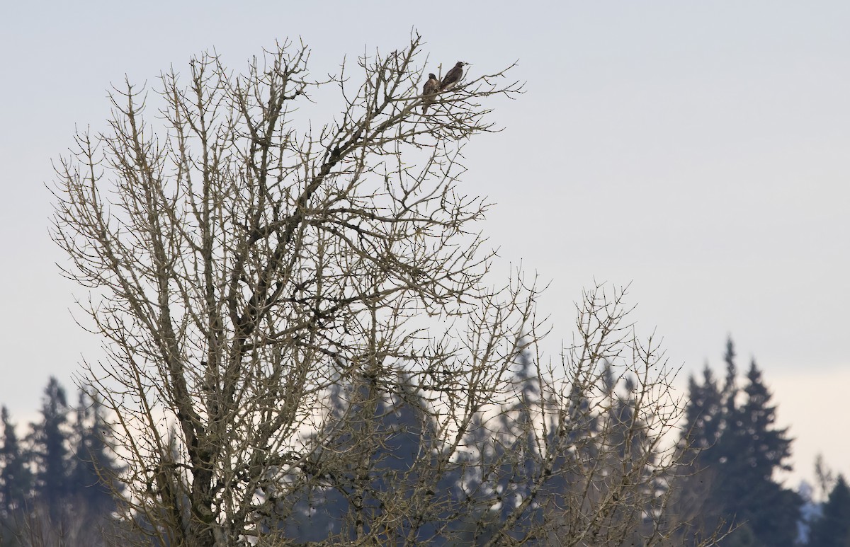 Rotschwanzbussard - ML614983560