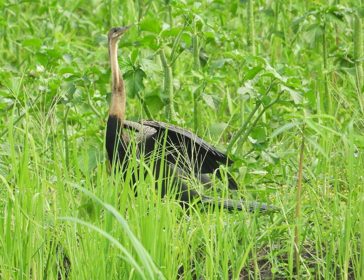 Afrika-Schlangenhalsvogel - ML614983571