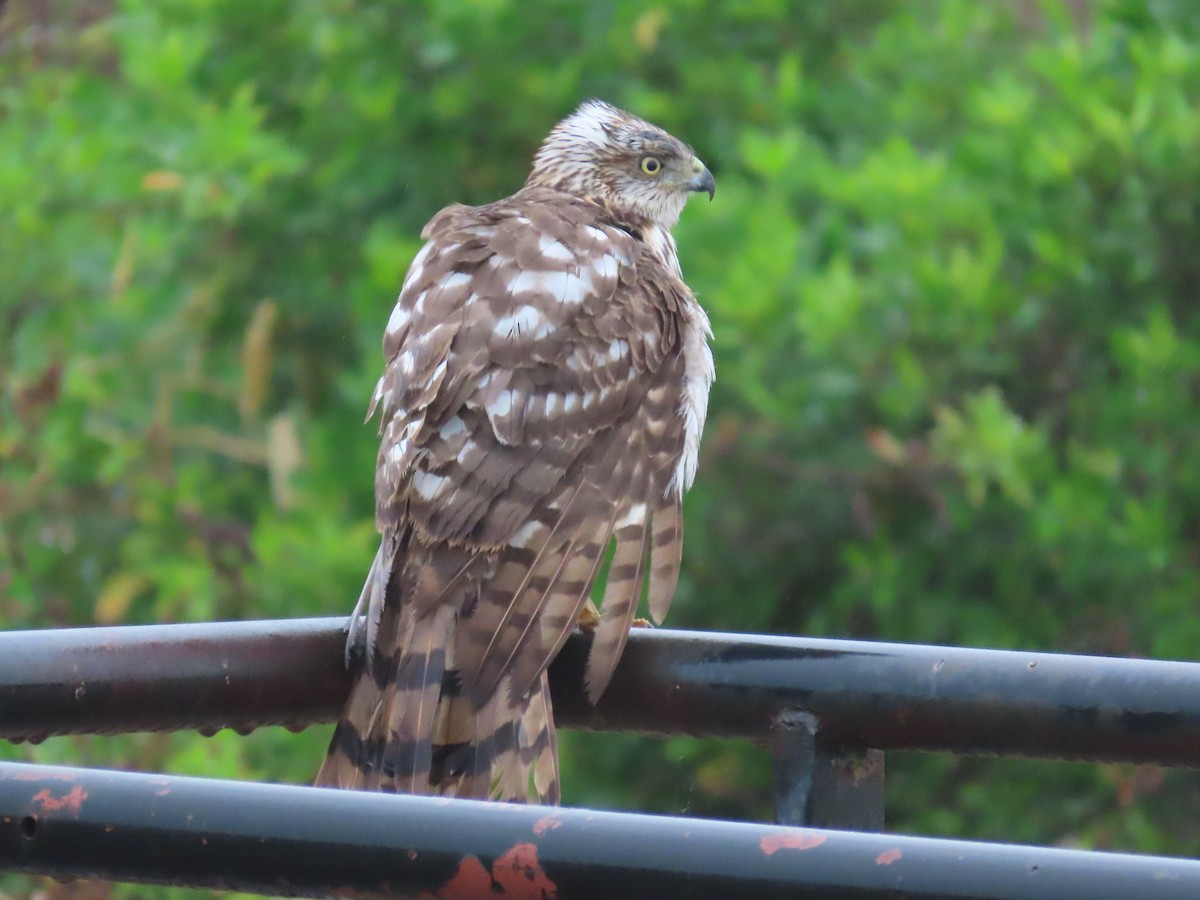 Cooper's Hawk - Ardea Thurston-Shaine