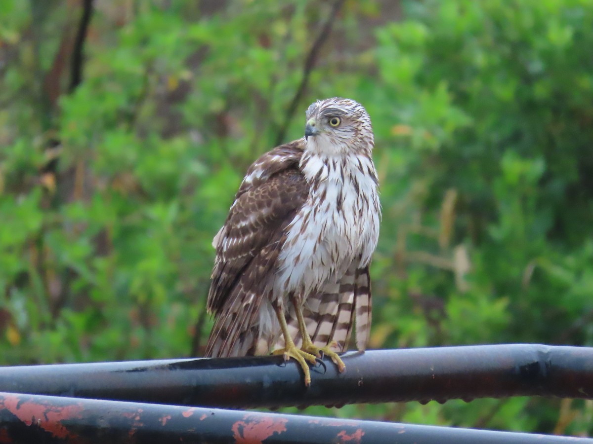 Cooper's Hawk - ML614983583