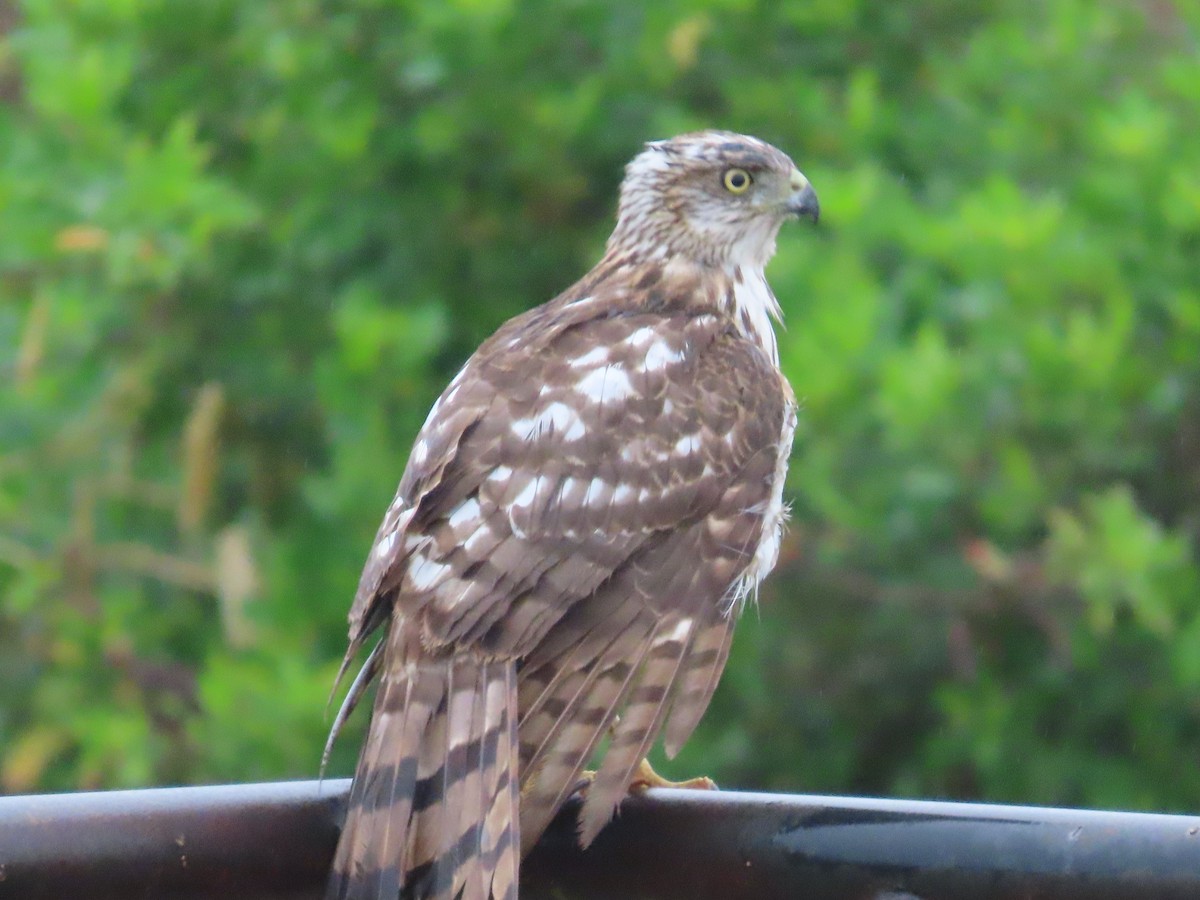 Cooper's Hawk - ML614983584