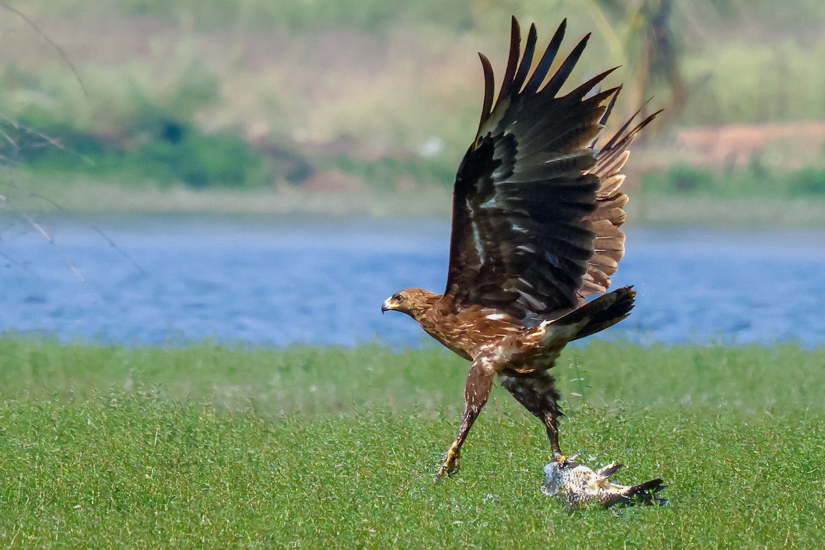 Greater Spotted Eagle - ML614983914