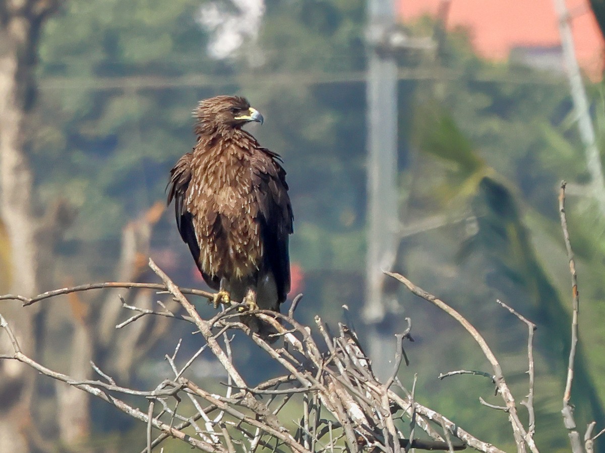 Greater Spotted Eagle - ML614983922