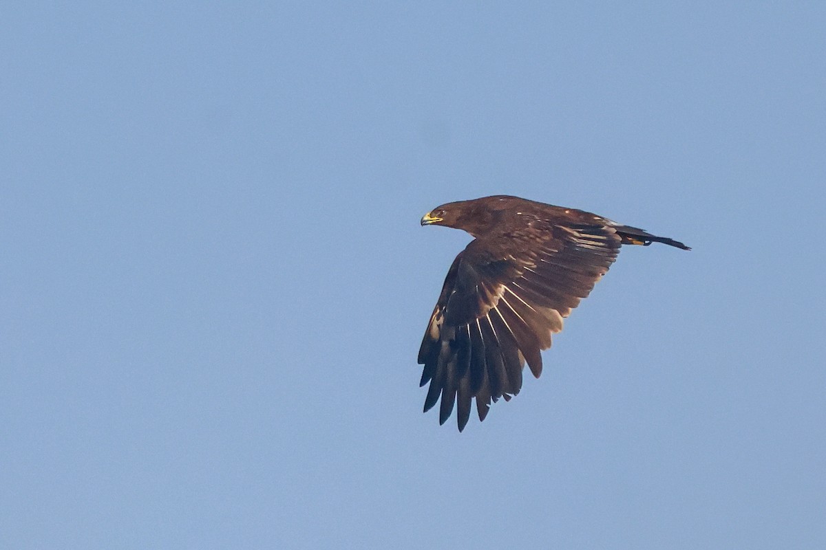 Greater Spotted Eagle - ML614983924