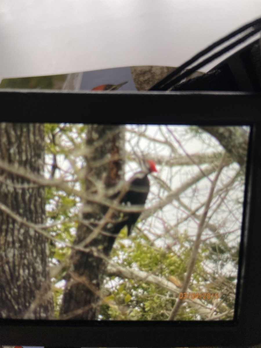 Pileated Woodpecker - ML614983939