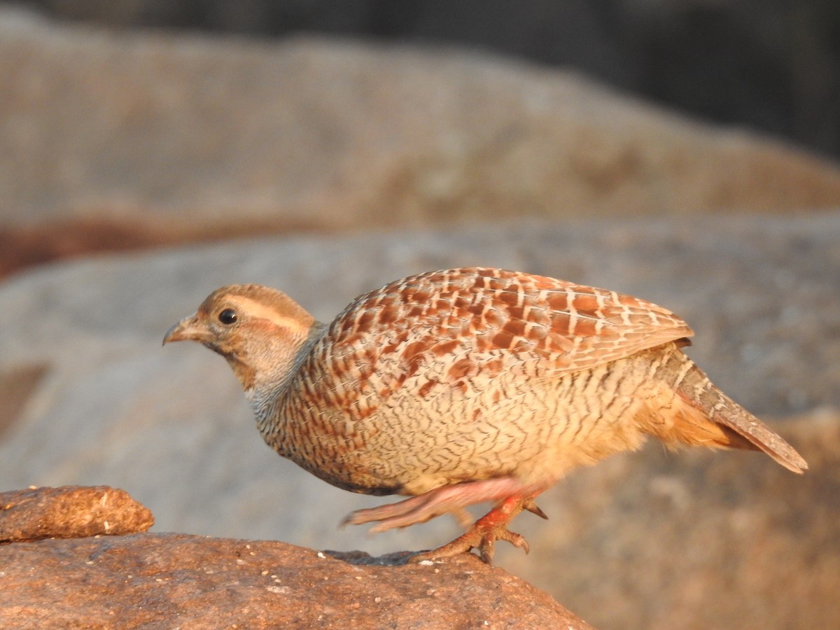 Gray Francolin - dineshbharath kv