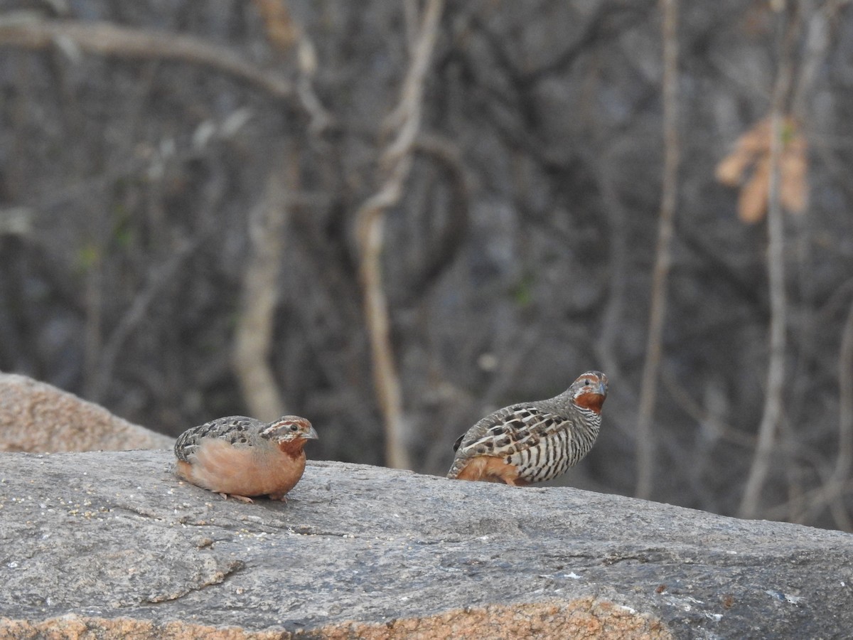 Jungle Bush-Quail - dineshbharath kv