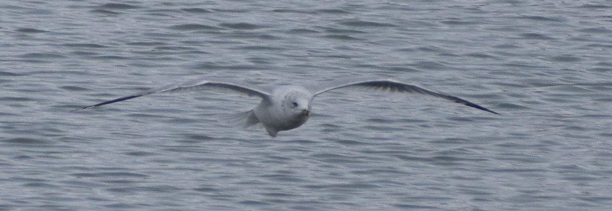 Ring-billed Gull - ML614984036