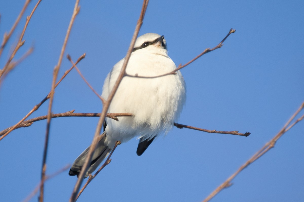 Great Gray Shrike - ML614984069