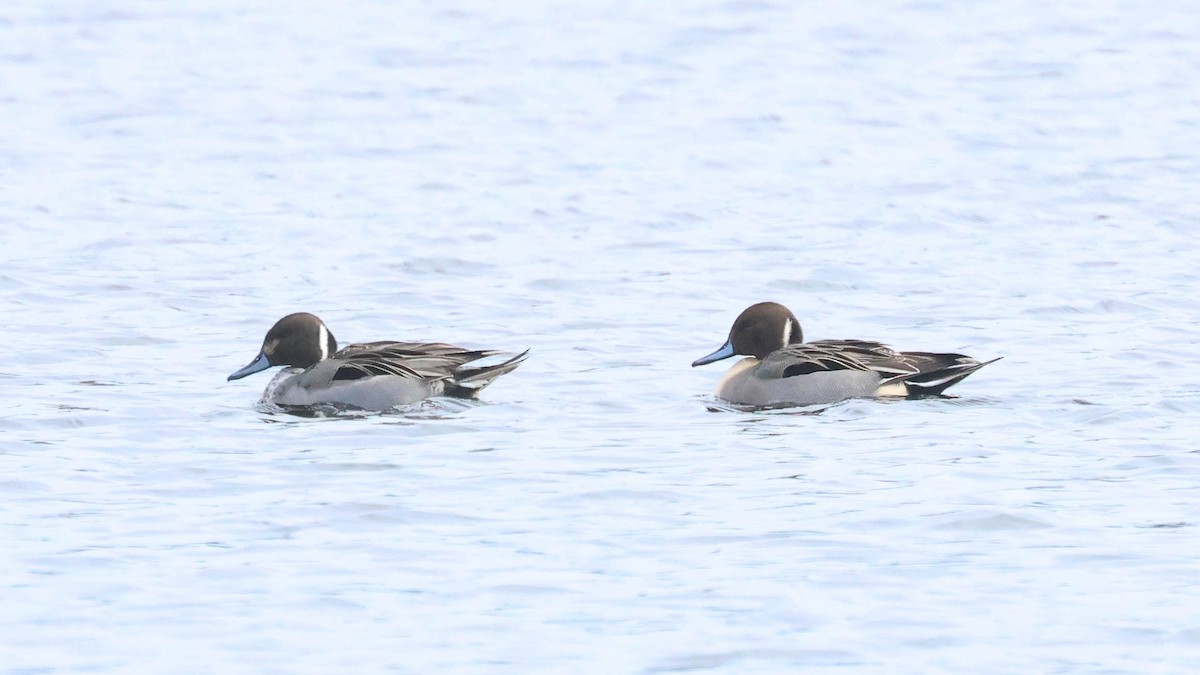 Northern Pintail - ML614984090