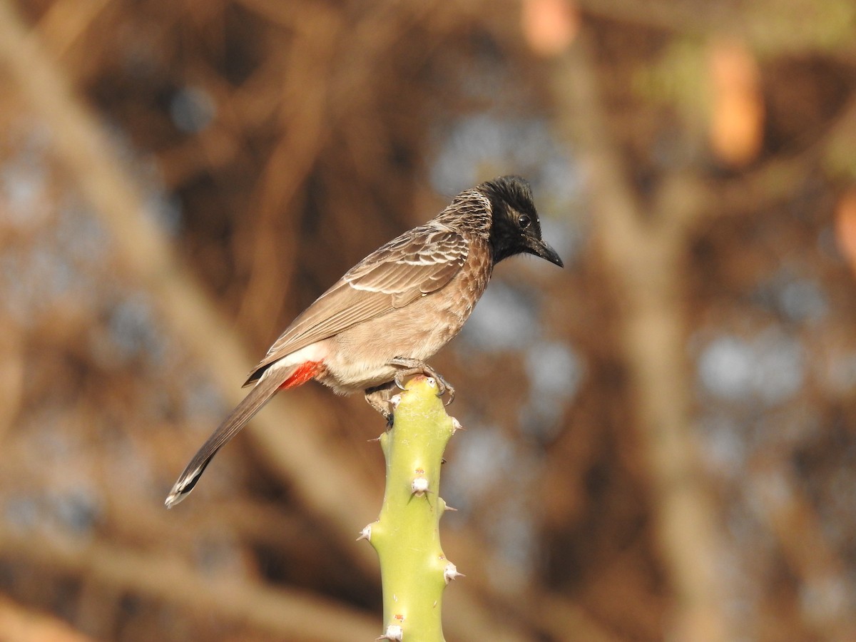 Bulbul à ventre rouge - ML614984110