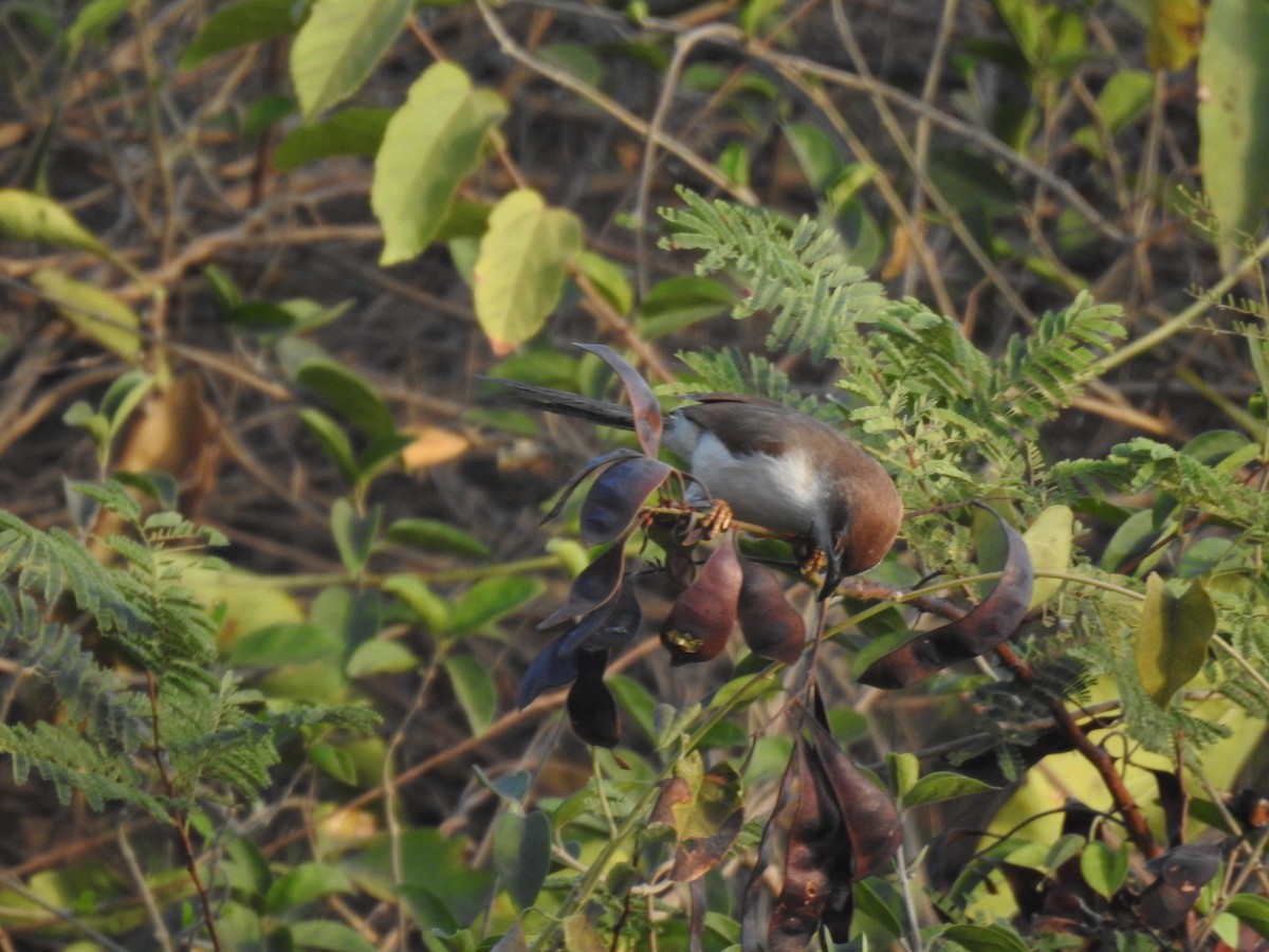 Yellow-eyed Babbler - dineshbharath kv