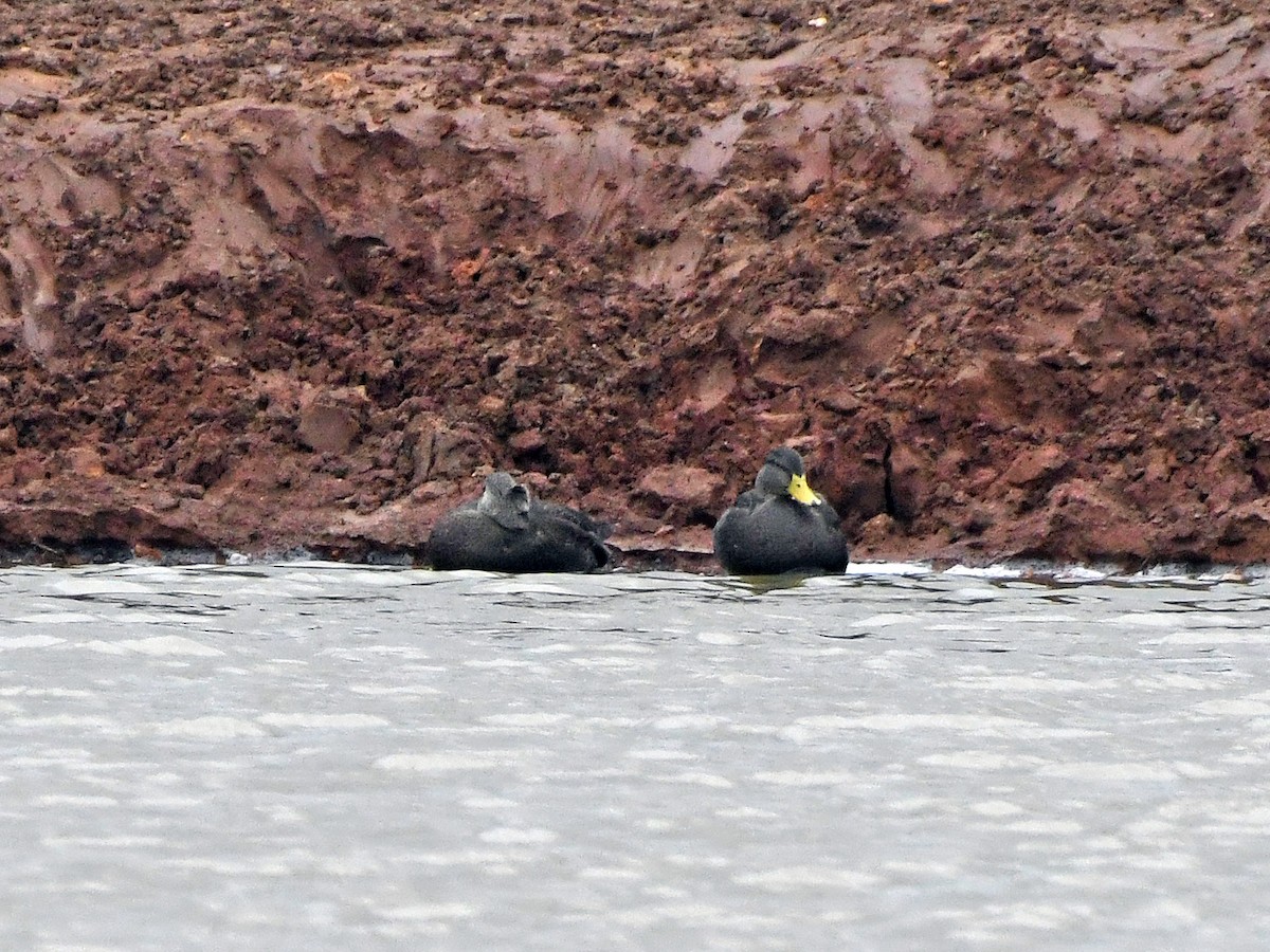 American Black Duck - ML614984133