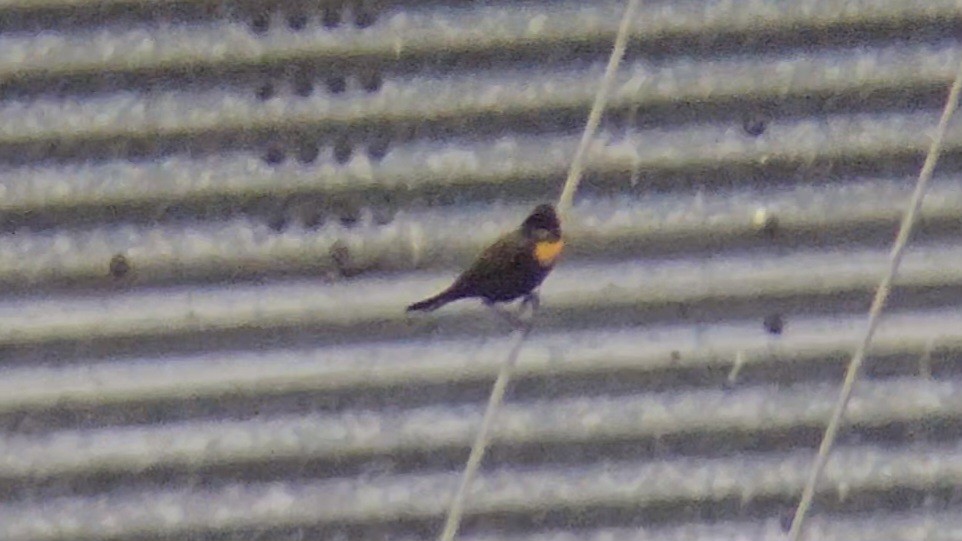 Yellow-headed Blackbird - ML614984140