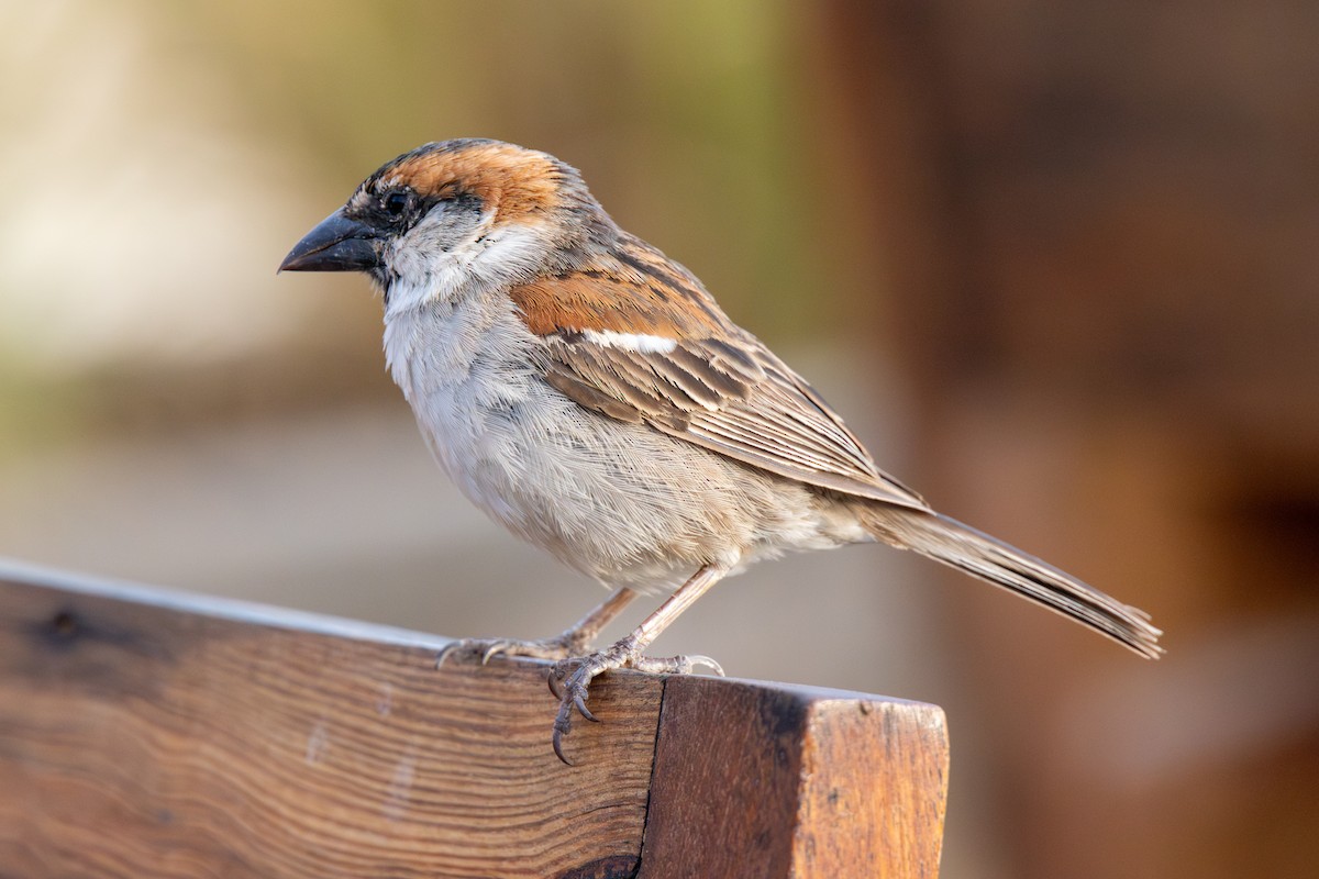 Cape Verde Sparrow - William Stephens