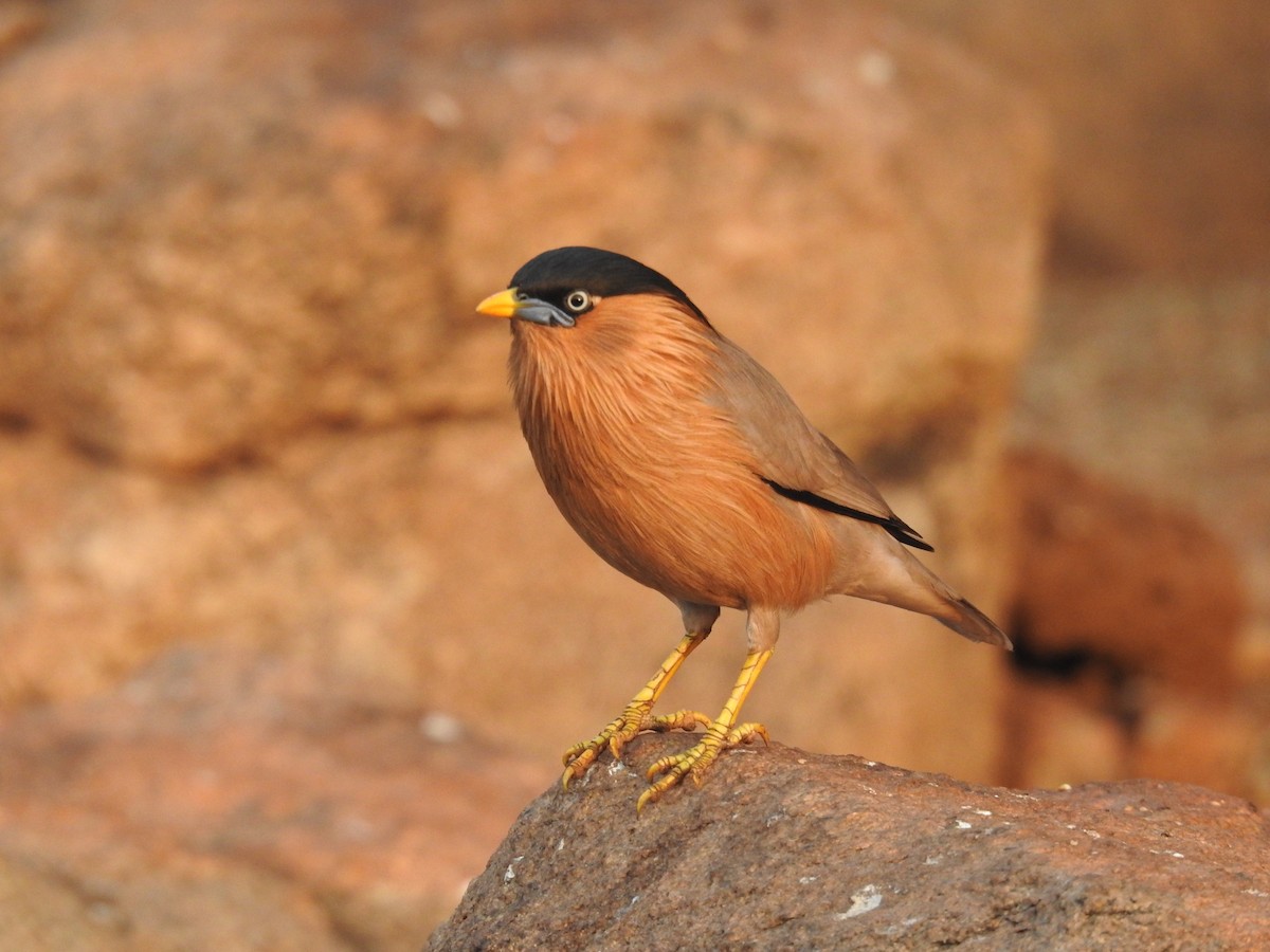 Brahminy Starling - dineshbharath kv