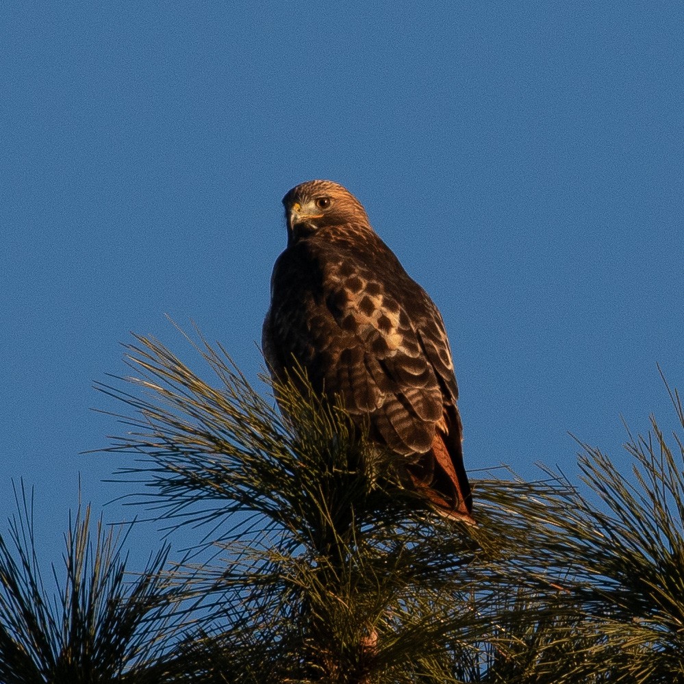 Red-tailed Hawk - ML614984147
