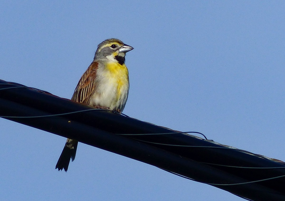 Dickcissel - ML614984148