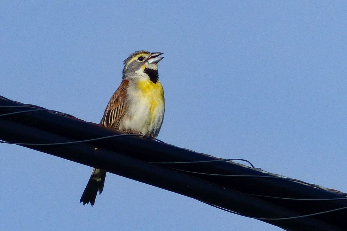 Dickcissel - ML614984149