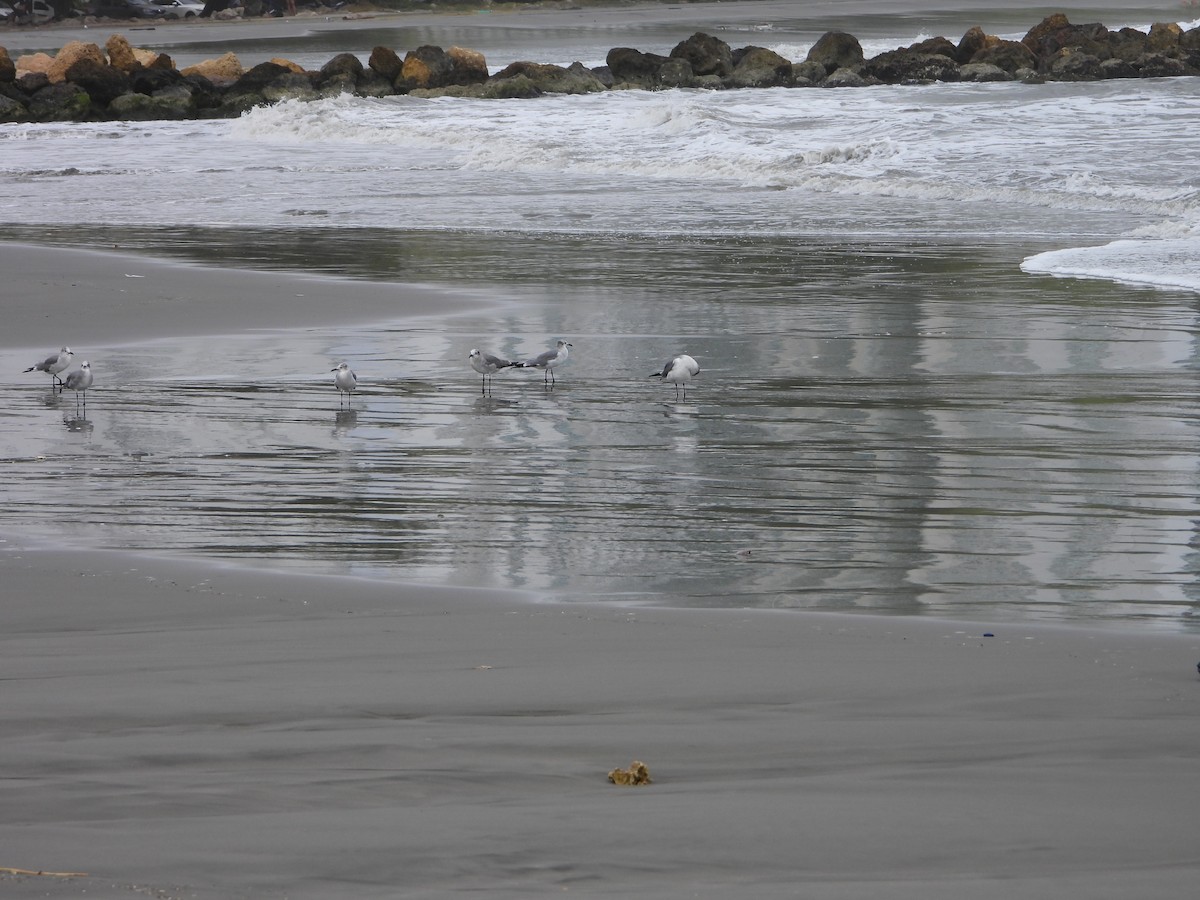 Laughing Gull - ML614984183