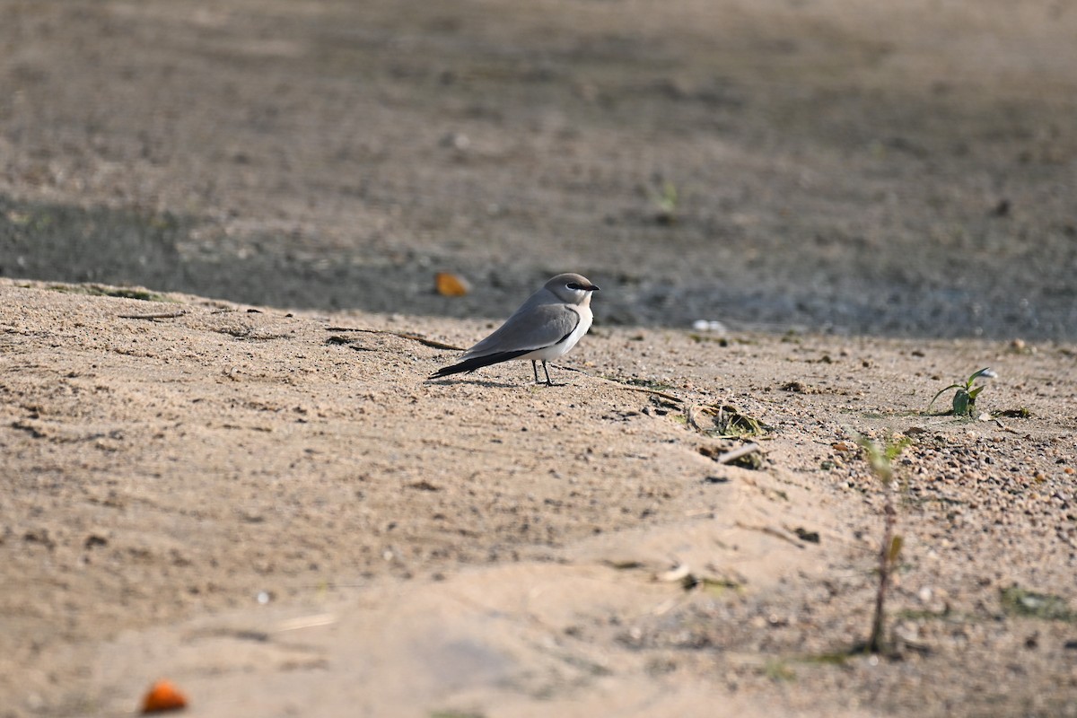 Small Pratincole - ML614984197