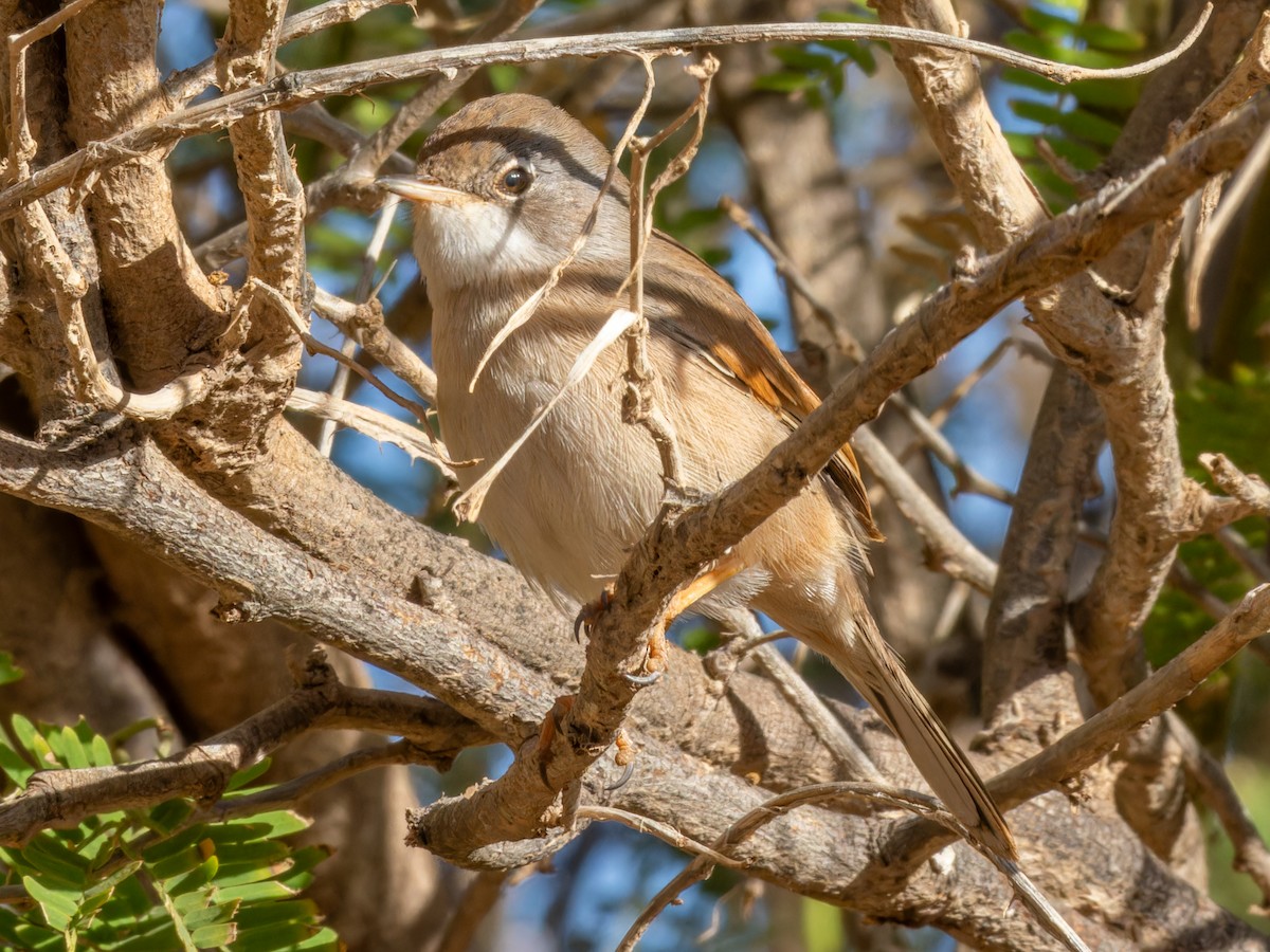 Spectacled Warbler - ML614984215