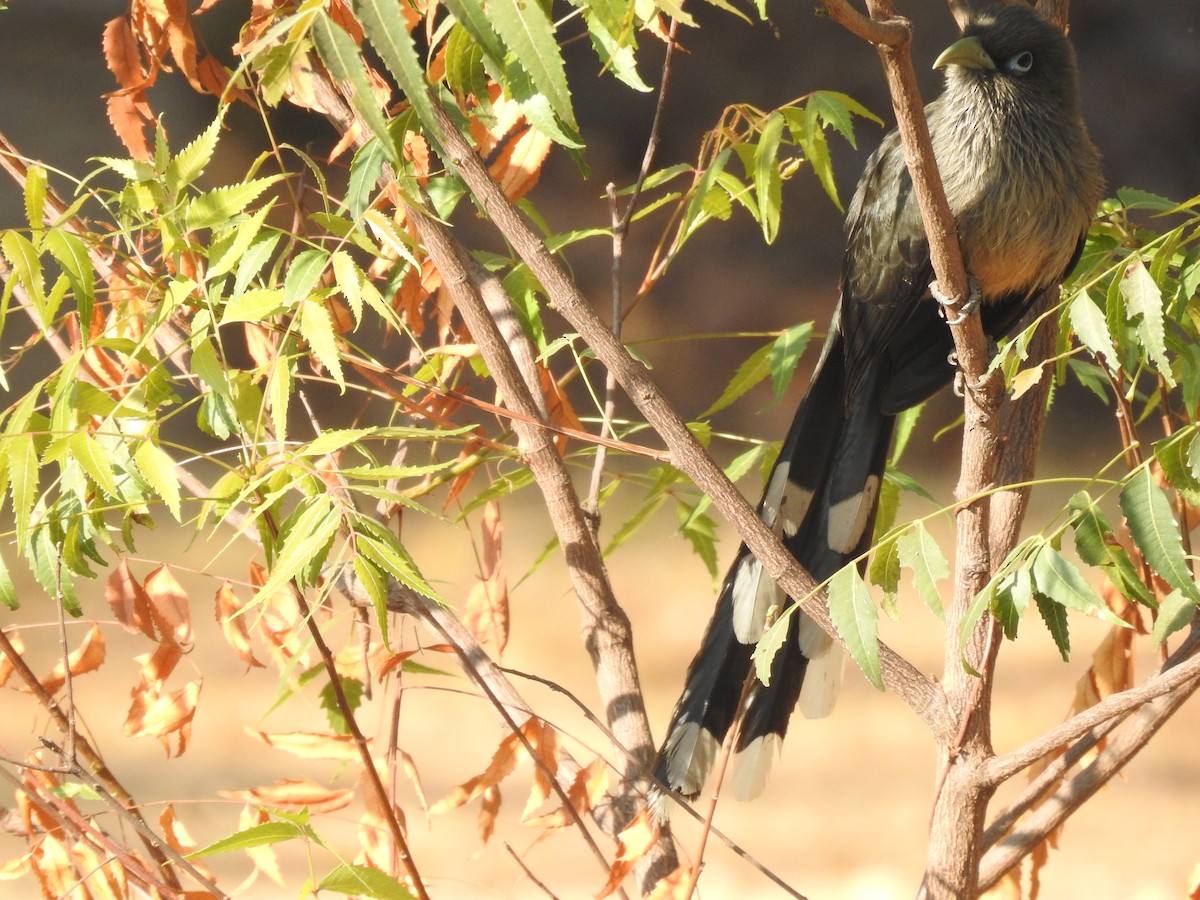 Blue-faced Malkoha - dineshbharath kv