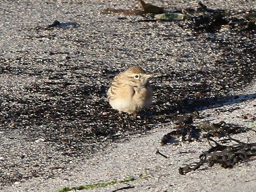 Greater Short-toed Lark - ML614984263