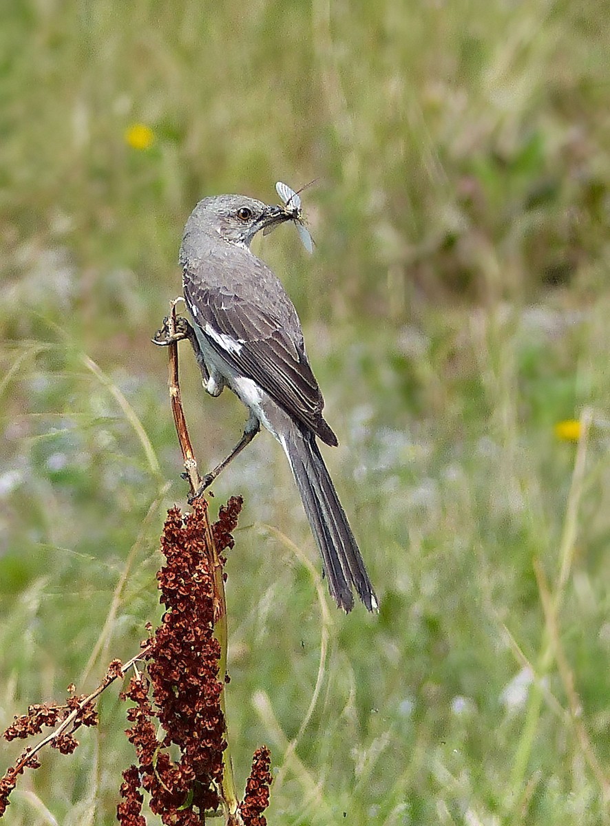 Northern Mockingbird - ML614984279