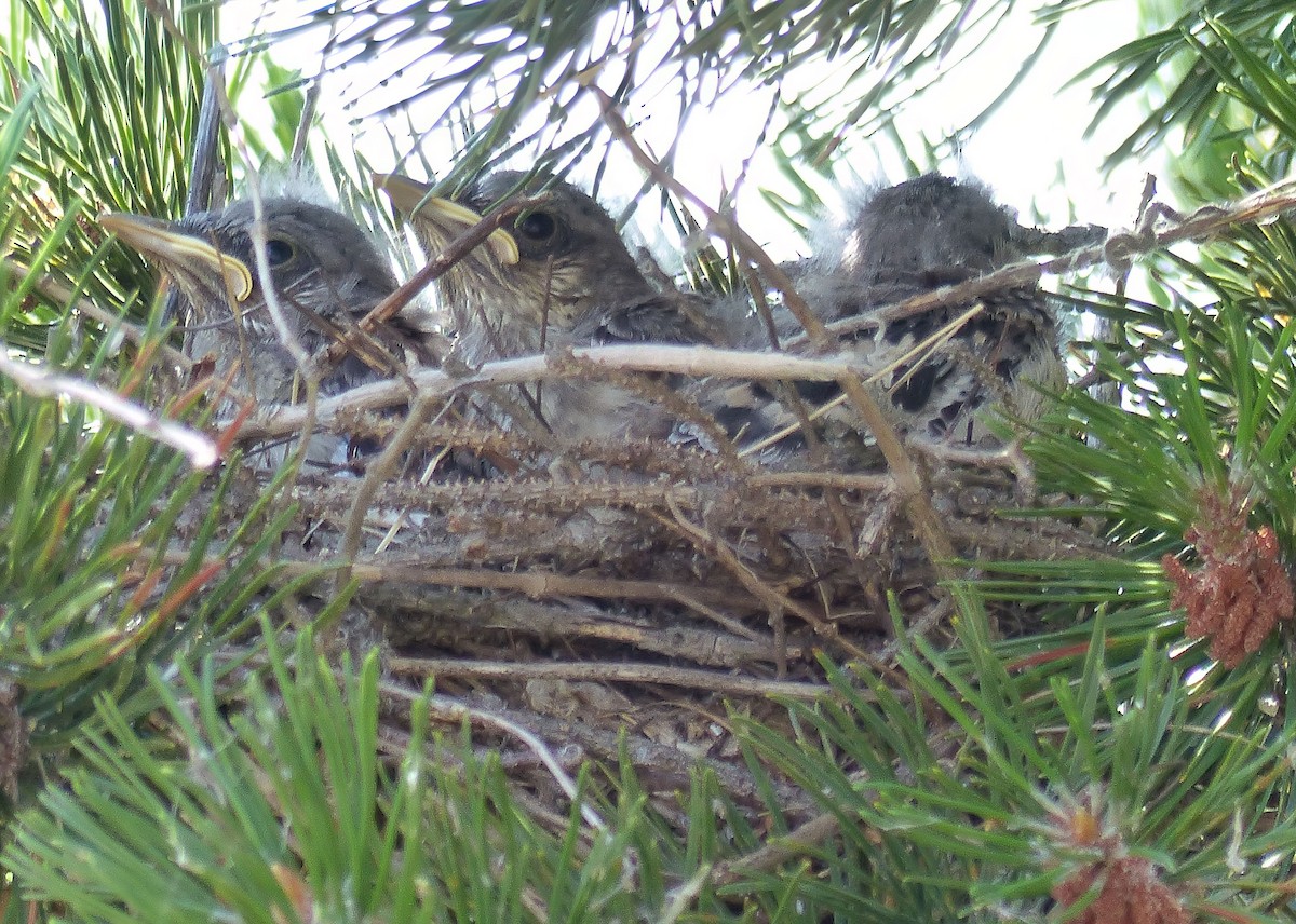 Northern Mockingbird - ML614984280