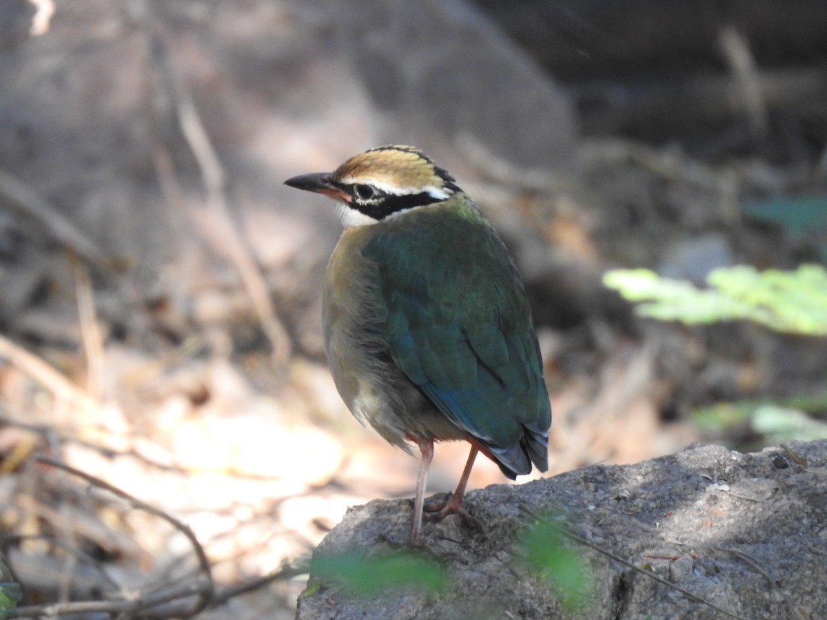 Indian Pitta - dineshbharath kv