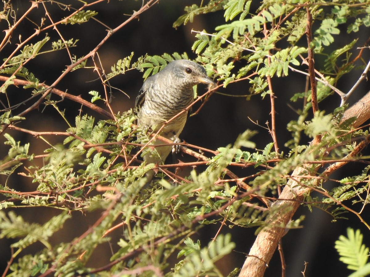 Black-headed Cuckooshrike - dineshbharath kv